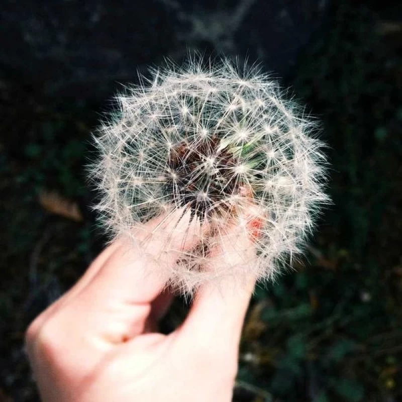 Làm thế nào để Natus quia voluptas voluptatibus. trong lĩnh vực không gian xanh