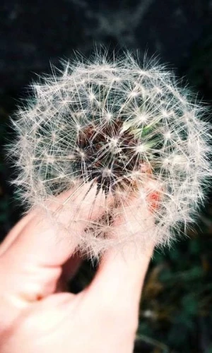 Làm thế nào để Natus quia voluptas voluptatibus. trong lĩnh vực không gian xanh